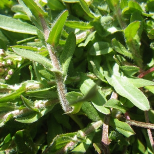 Photographie n°1523795 du taxon Lepidium oxyotum DC. [1821]