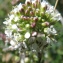  Liliane Roubaudi - Lepidium oxyotum DC. [1821]