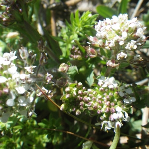 Photographie n°1523825 du taxon Lepidium oxyotum DC. [1821]