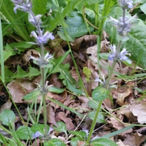 Photographie n°1526940 du taxon Ajuga reptans L. [1753]