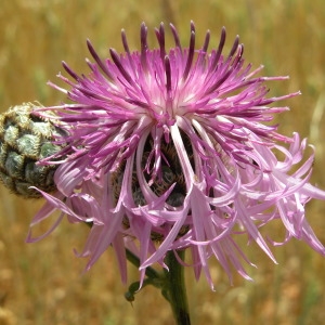 Centaurea scabiosa L. [nn15446] par liliane Pessotto le 28/06/2009 - Millau