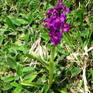 Photographie n°1529820 du taxon Orchis mascula subsp. mascula 