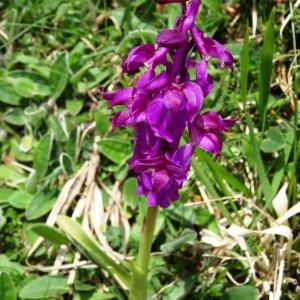 Photographie n°1529821 du taxon Orchis mascula subsp. mascula 
