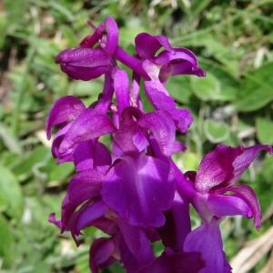 Photographie n°1529834 du taxon Orchis mascula subsp. mascula 