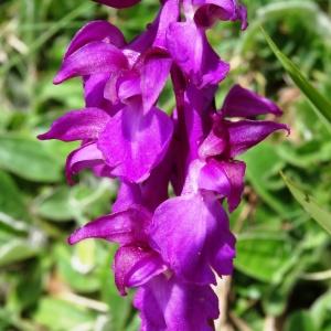Photographie n°1529843 du taxon Orchis mascula subsp. mascula 