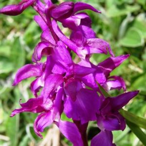 Photographie n°1529852 du taxon Orchis mascula subsp. mascula 