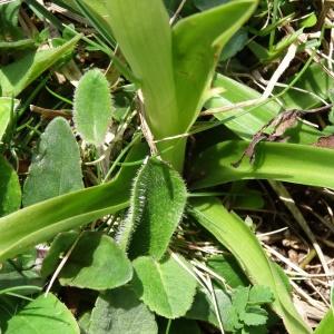 Photographie n°1529867 du taxon Orchis mascula subsp. mascula 