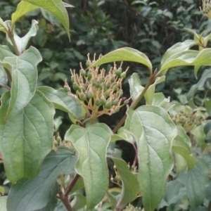 Photographie n°1530845 du taxon Cornus sanguinea L. [1753]