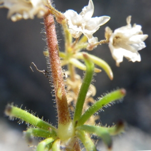 Photographie n°1531023 du taxon Spergula arvensis L. [1753]