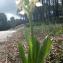  Liliane Roubaudi - Dactylorhiza insularis (Sommier ex Martelli) Landwehr [1969]