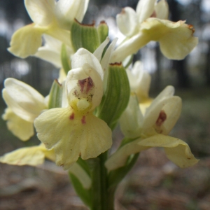 Dactylorhiza insularis (Sommier ex Martelli) Ó.Sánchez & Herrero (Dactylorhize de Corse)