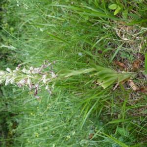 Photographie n°1531236 du taxon Himantoglossum hircinum (L.) Spreng. [1826]