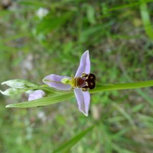 Photographie n°1531238 du taxon Ophrys apifera Huds. [1762]