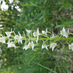 Photographie n°1531240 du taxon Platanthera bifolia (L.) Rich. [1817]