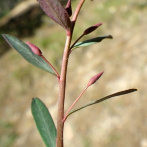 Photographie n°1531340 du taxon Euphorbia gayi Salis [1834]