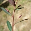  Liliane Roubaudi - Euphorbia gayi Salis [1834]