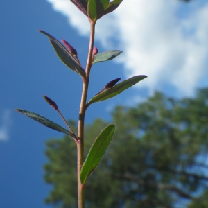 Photographie n°1531342 du taxon Euphorbia gayi Salis [1834]