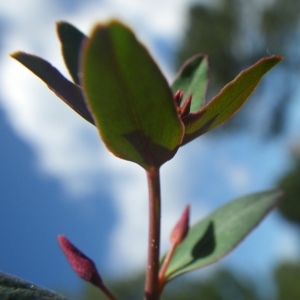 Photographie n°1531350 du taxon Euphorbia gayi Salis [1834]