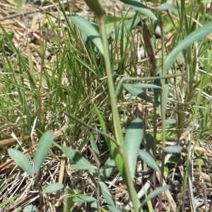 Photographie n°1531358 du taxon Euphorbia gayi Salis [1834]