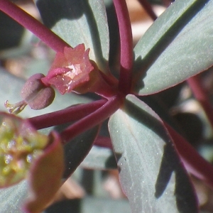 Photographie n°1531362 du taxon Euphorbia gayi Salis [1834]