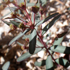 Photographie n°1531368 du taxon Euphorbia gayi Salis [1834]