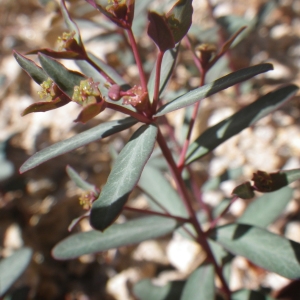 Photographie n°1531371 du taxon Euphorbia gayi Salis [1834]
