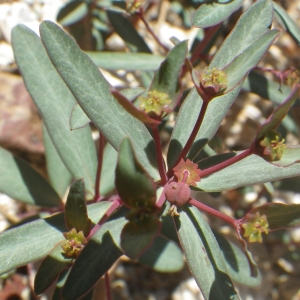 Photographie n°1531376 du taxon Euphorbia gayi Salis [1834]