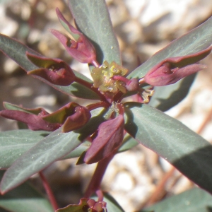 Photographie n°1531377 du taxon Euphorbia gayi Salis [1834]