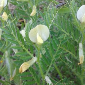 Photographie n°1531428 du taxon Vicia lutea L.