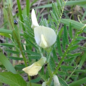 Photographie n°1531429 du taxon Vicia lutea L.