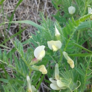 Photographie n°1531430 du taxon Vicia lutea L.