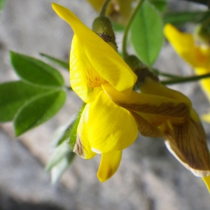 Photographie n°1531844 du taxon Cytisus villosus Pourr. [1788]