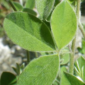 Photographie n°1531847 du taxon Cytisus villosus Pourr. [1788]