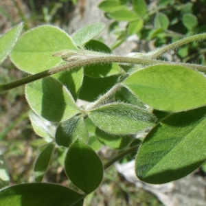 Photographie n°1531850 du taxon Cytisus villosus Pourr. [1788]