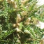  Liliane Roubaudi - Astragalus greuteri Bacch. & Brullo [2006]
