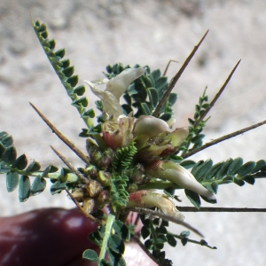 Photographie n°1531934 du taxon Astragalus greuteri Bacch. & Brullo [2006]