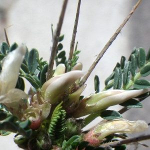 Astragalus greuteri Bacch. & Brullo (Astragale du Gennargentu)