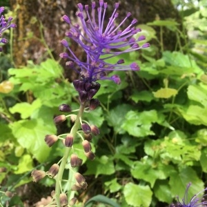 Photographie n°1532028 du taxon Muscari comosum (L.) Mill. [1768]