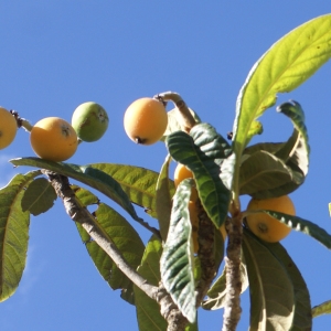 Photographie n°1532031 du taxon Eriobotrya japonica (Thunb.) Lindl. [1821]