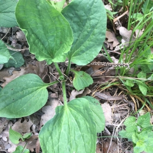 Photographie n°1532074 du taxon Plantago major L. [1753]