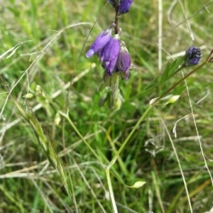 Photographie n°1532309 du taxon Polygala vulgaris L. [1753]