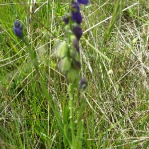 Photographie n°1532310 du taxon Polygala vulgaris L. [1753]