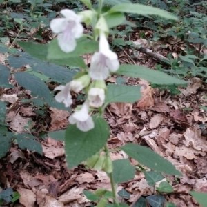 Photographie n°1533007 du taxon Melittis melissophyllum L.