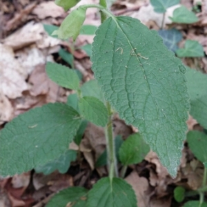 Photographie n°1533009 du taxon Melittis melissophyllum L.