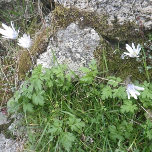 Photographie n°1533106 du taxon Anemone apennina L. [1753]