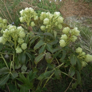 Photographie n°1533155 du taxon Helleborus argutifolius Viv. [1824]