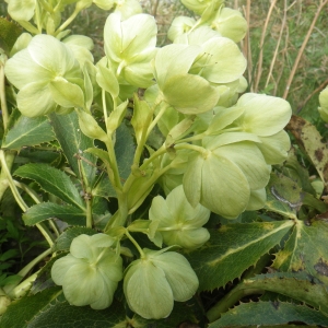 Photographie n°1533173 du taxon Helleborus argutifolius Viv. [1824]