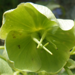 Photographie n°1533195 du taxon Helleborus argutifolius Viv. [1824]