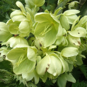 Photographie n°1533257 du taxon Helleborus argutifolius Viv. [1824]