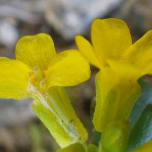 Photographie n°1533279 du taxon Barbarea rupicola Moris [1827]